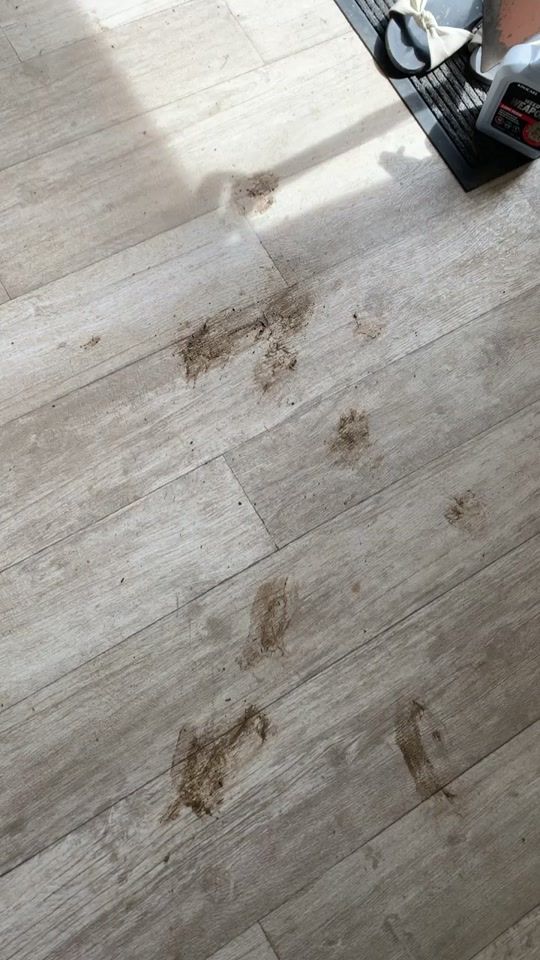 TikTok video thumbnail by scoobytheretriever