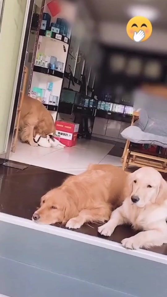 TikTok video thumbnail by animal_._page