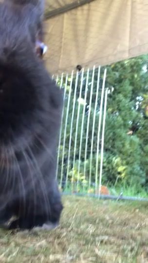 TikTok video thumbnail by _kaninchen.iog_