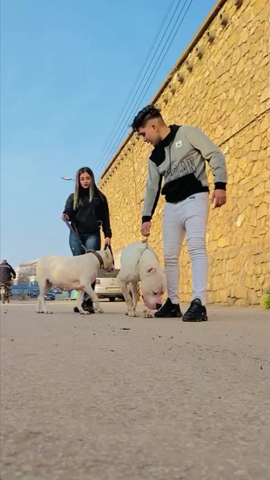 TikTok video thumbnail by saadbolbol