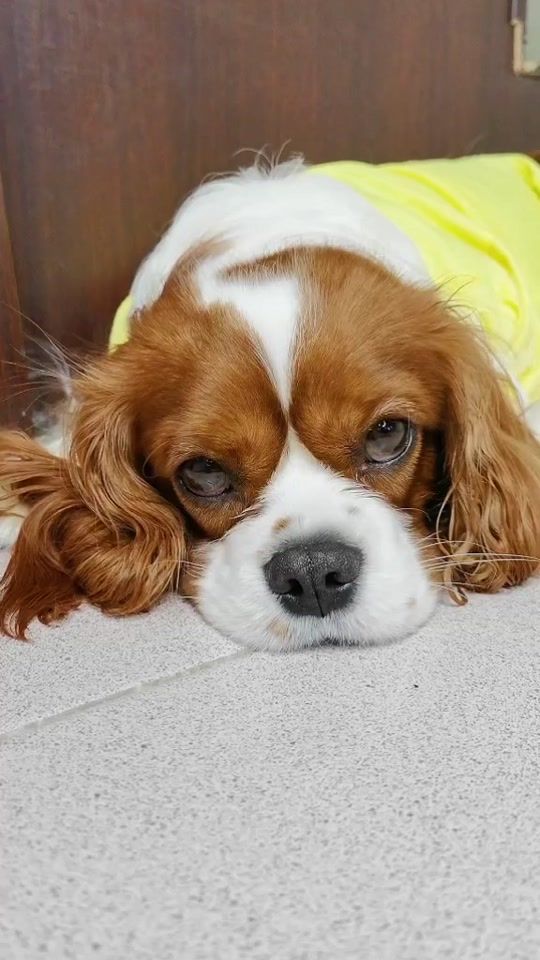 TikTok video thumbnail by charlikus