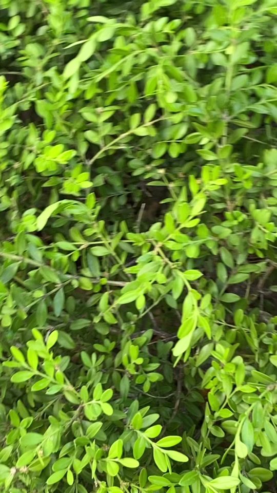 TikTok video thumbnail by user91078757