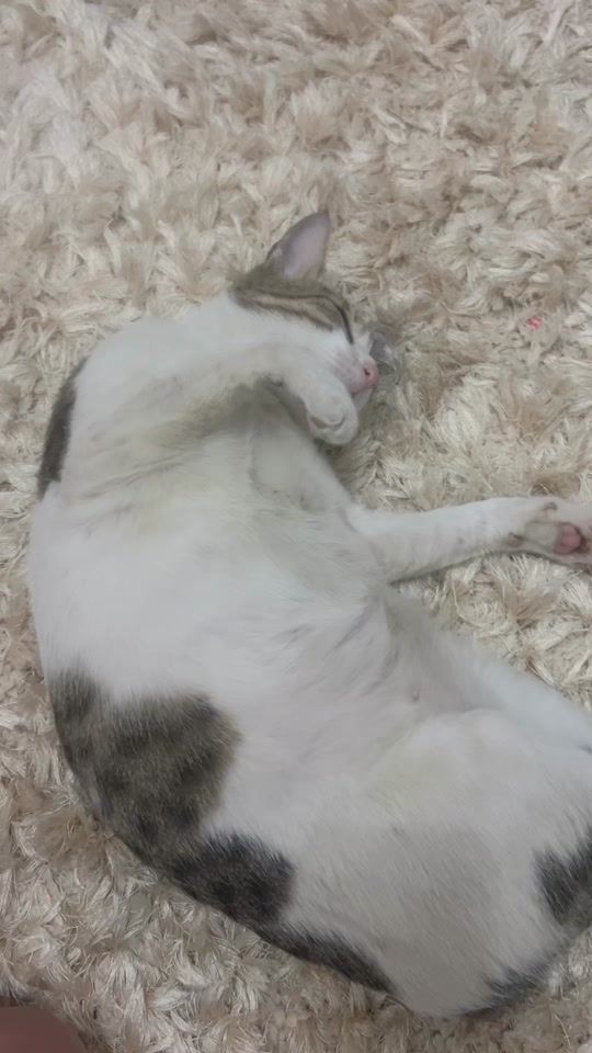 TikTok video thumbnail by rawadih_1207