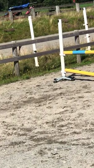 TikTok video thumbnail by equii._horse