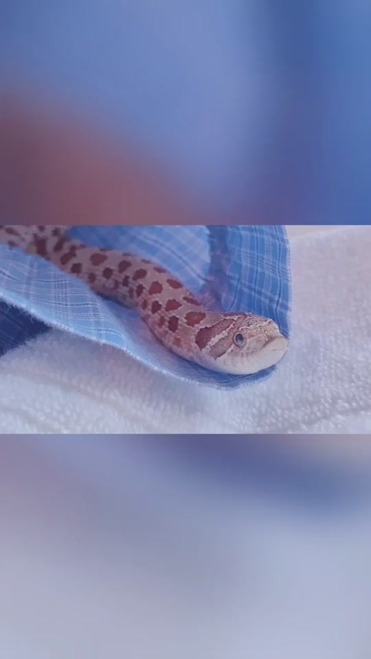 TikTok video thumbnail by bouyakun