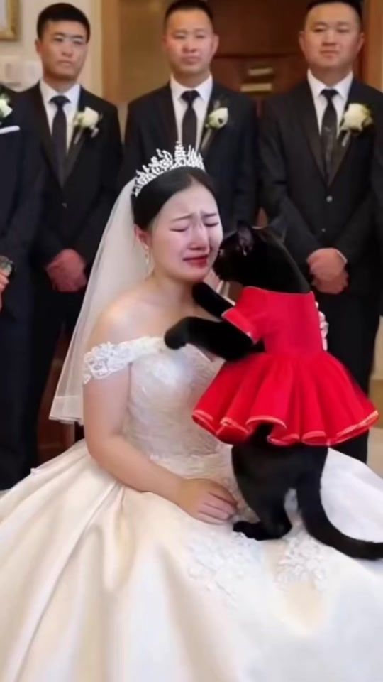 TikTok video thumbnail by hoatien8182
