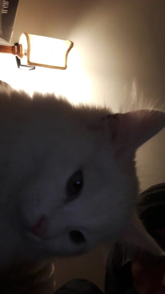 TikTok video thumbnail by romaeternavivesempre