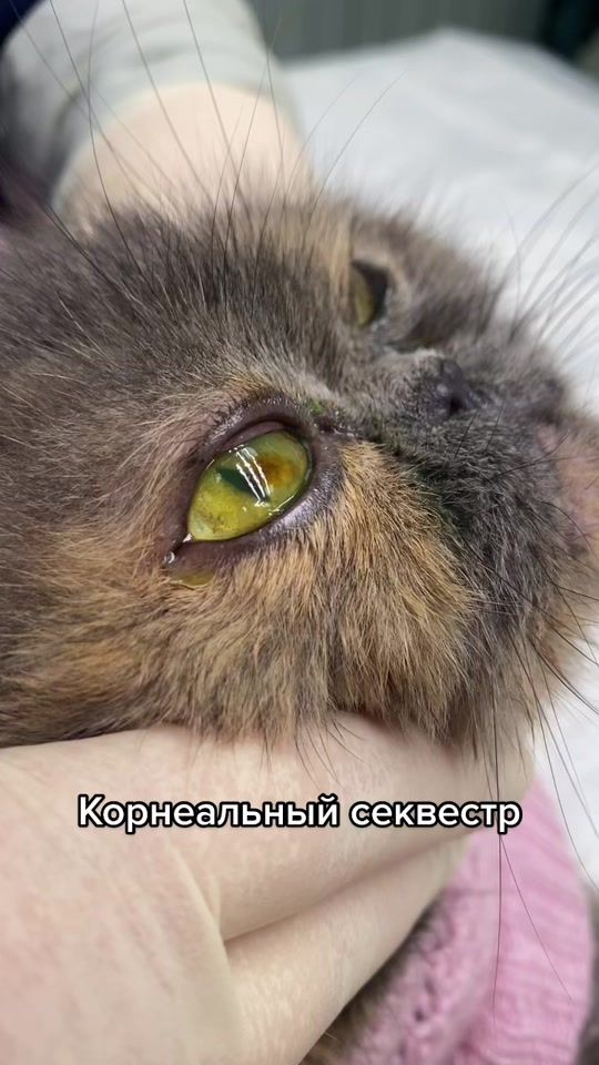 TikTok video thumbnail by oculusvetlife