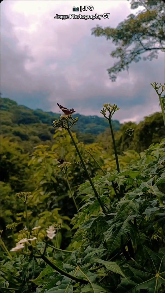 TikTok video thumbnail by jorgephotographygt