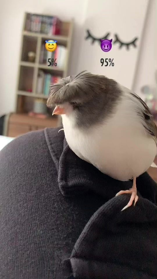 TikTok video thumbnail by duduk_brd