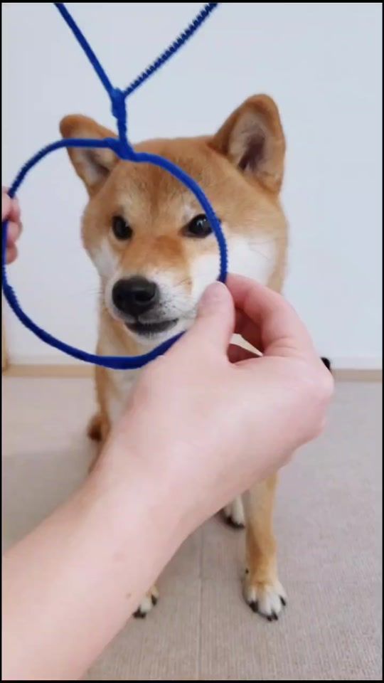 TikTok video thumbnail by shibakoma