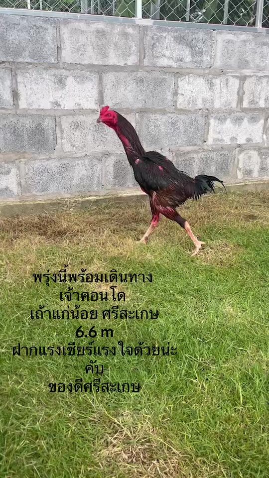 TikTok video thumbnail by dyxq3germ7qt