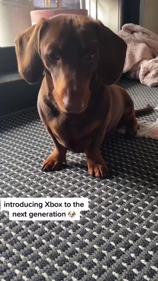 TikTok video thumbnail by xboxanz