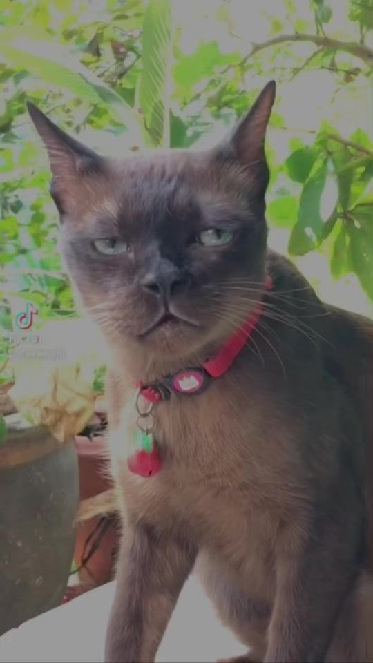 TikTok video thumbnail by namtarnn_58