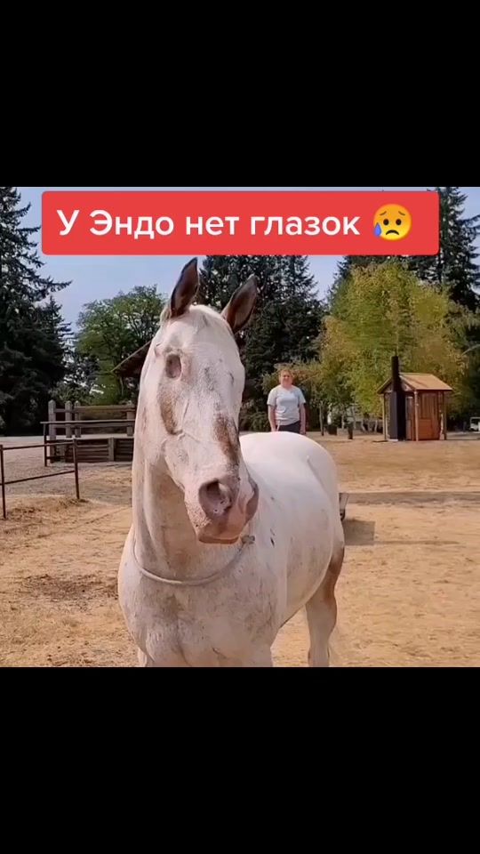 TikTok video thumbnail by vikylik_ko