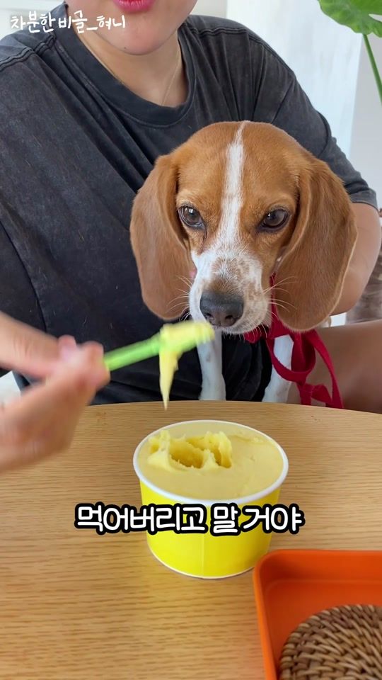 TikTok video thumbnail by relaxedbeagle_hyun