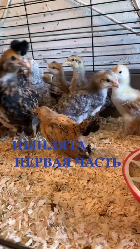 TikTok video thumbnail by 07pernatoe_chydo