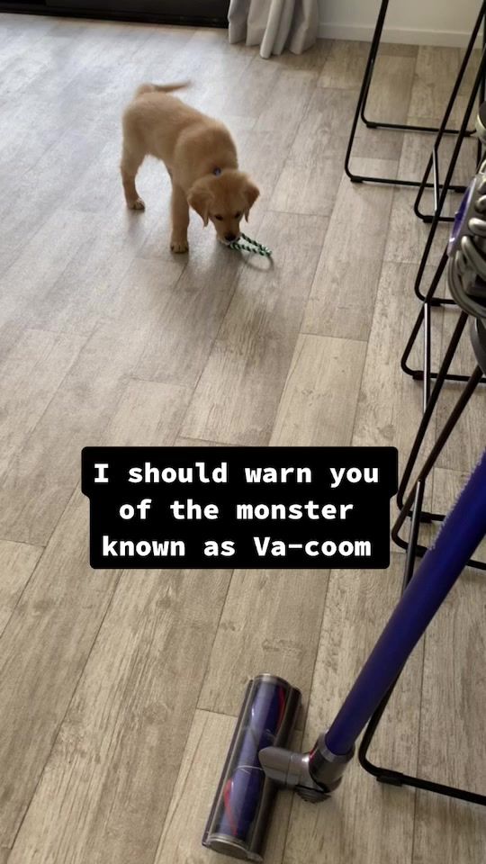 TikTok video thumbnail by scoobytheretriever