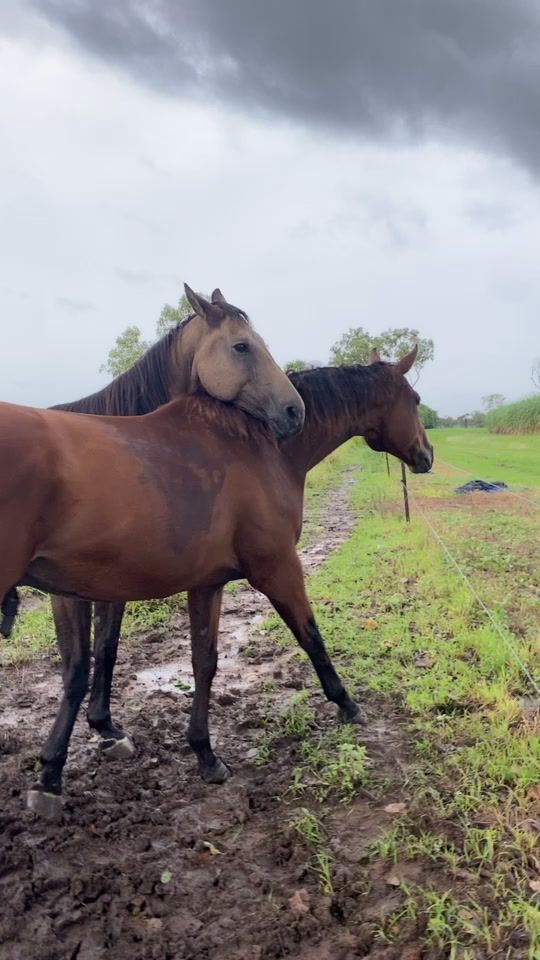 TikTok video thumbnail by brigalow_horse