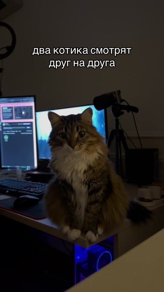 TikTok video thumbnail by kittymaaya