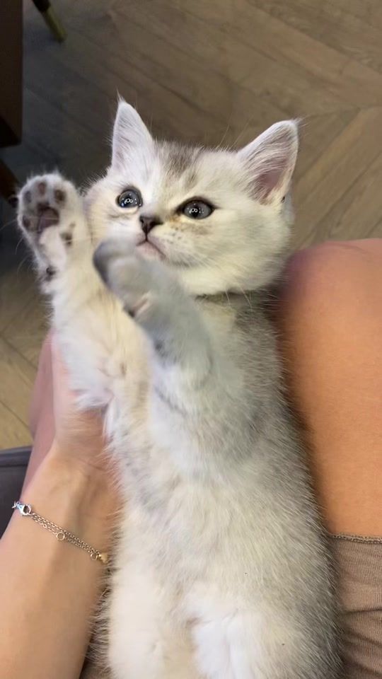 TikTok video thumbnail by zimakitten