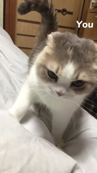 TikTok video thumbnail by lllustful