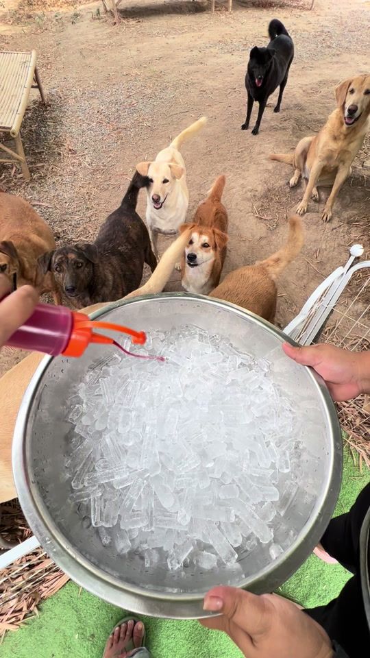 TikTok video thumbnail by mopetch25