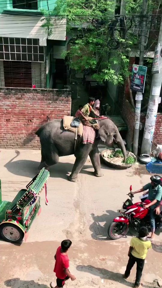 TikTok video thumbnail by dhonirajkumar