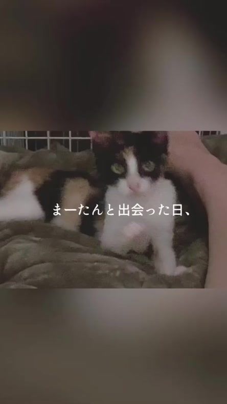 TikTok video thumbnail by maatan.0812