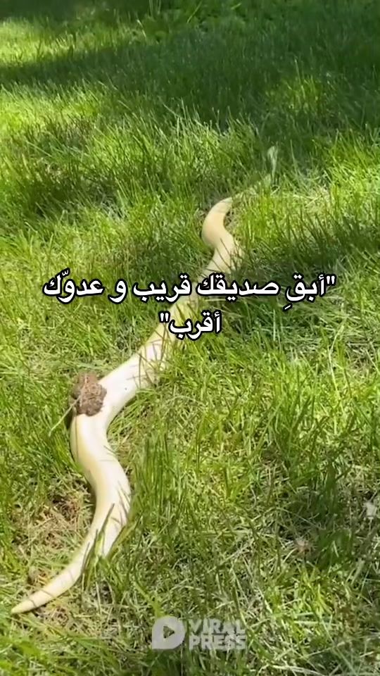 TikTok video thumbnail by dote2020