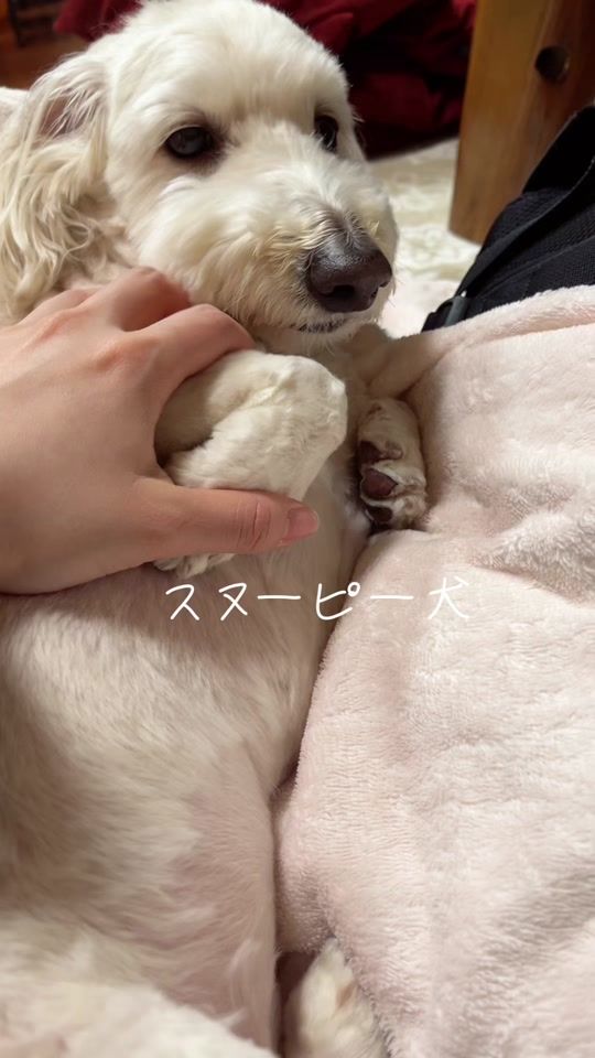 TikTok video thumbnail by 212212snoopy