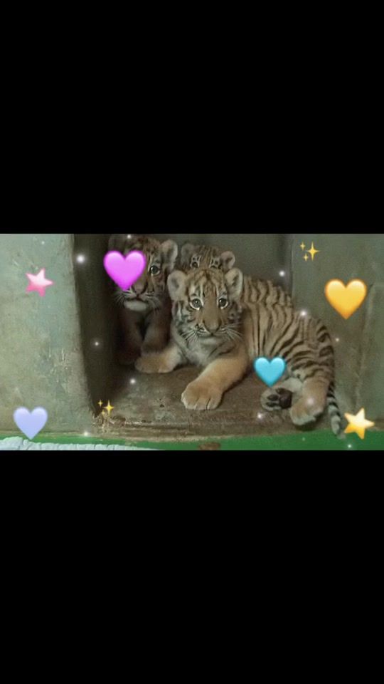 TikTok video thumbnail by simsimha_0248