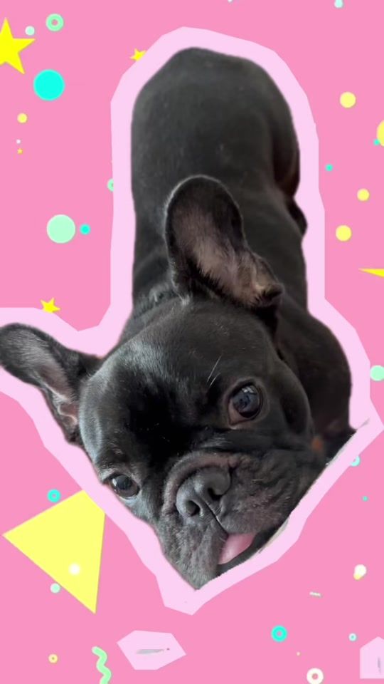 TikTok video thumbnail by wagyu_thefrenchbulldog