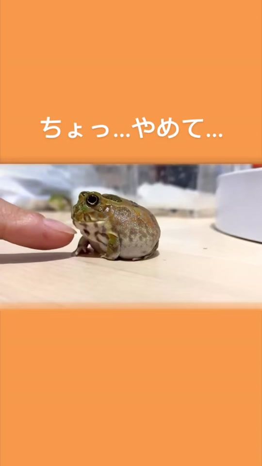 TikTok video thumbnail by neccccco