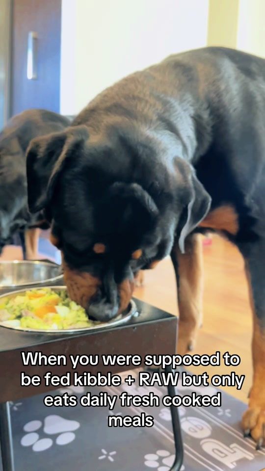 TikTok video thumbnail by harleyandchop