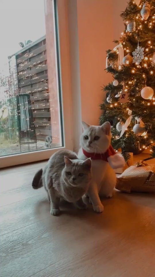 TikTok video thumbnail by lyothecat
