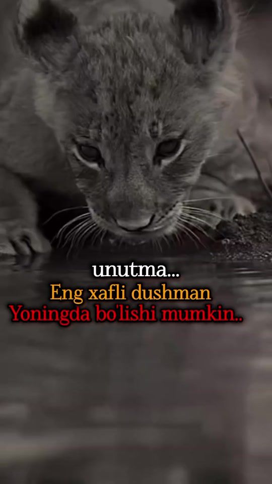 TikTok video thumbnail by jasur_mv