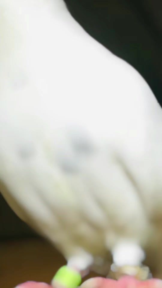 TikTok video thumbnail by pigeonlover875