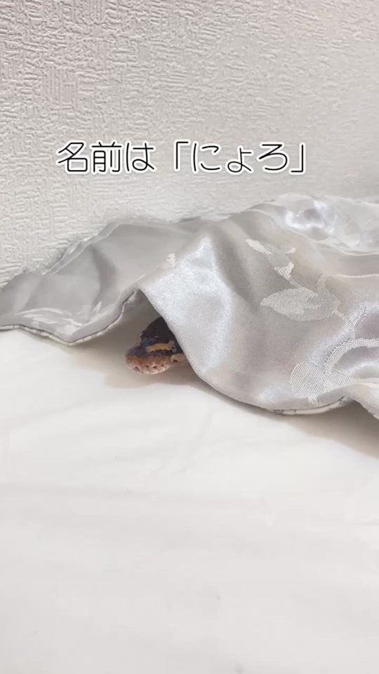 TikTok video thumbnail by 2525haru_