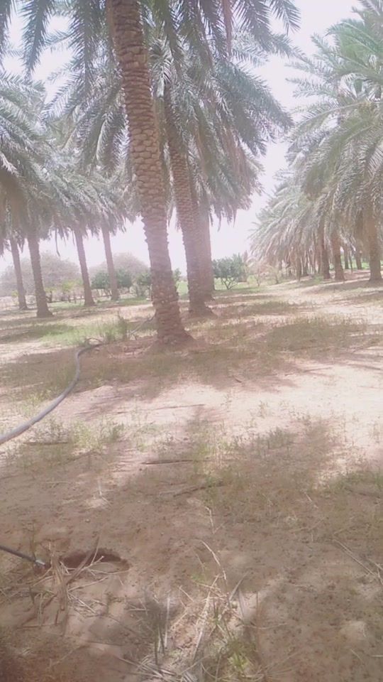 TikTok video thumbnail by bakirkhanjalbani
