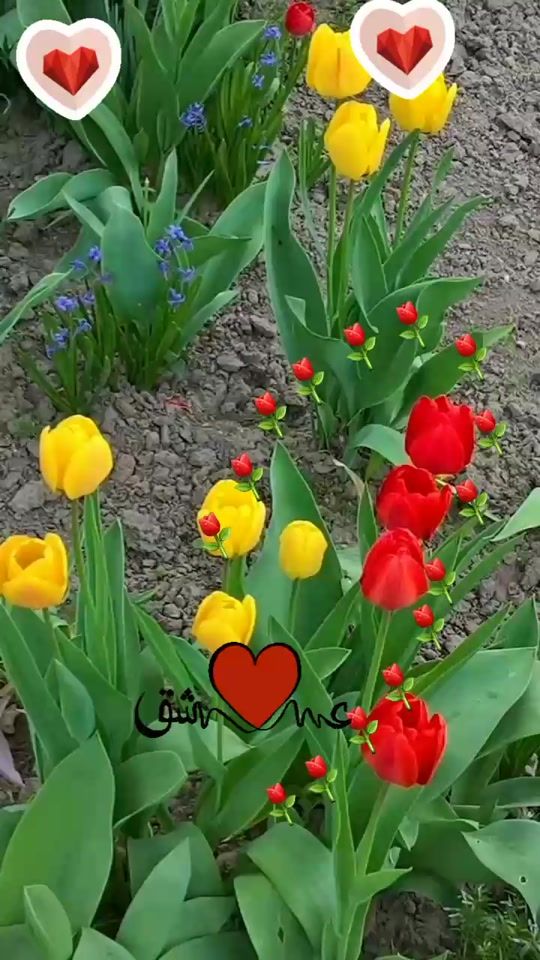TikTok video thumbnail by farzae1403