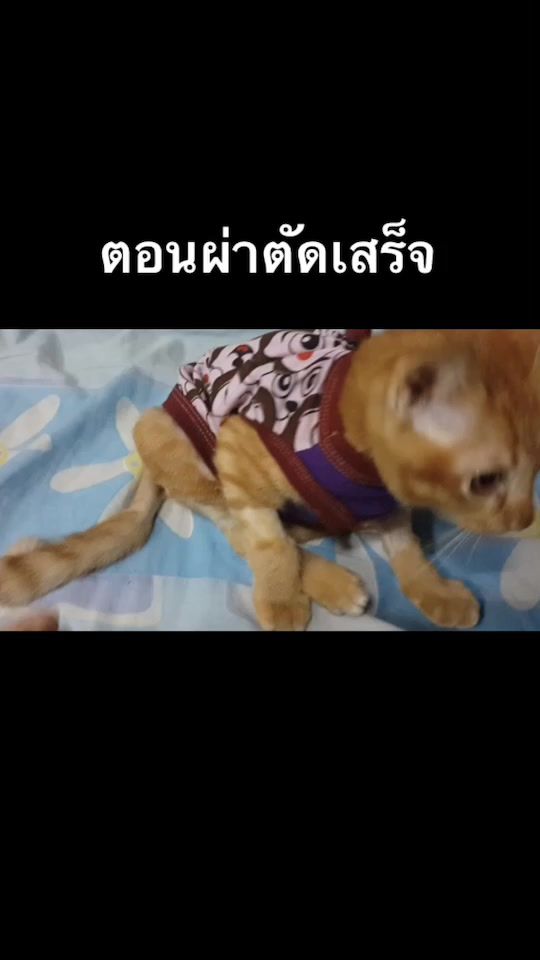TikTok video thumbnail by mookmick02