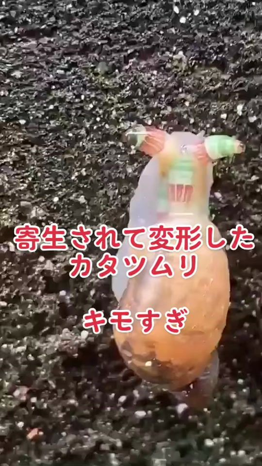 TikTok video thumbnail by shibaworldkyon