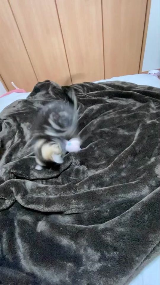 TikTok video thumbnail by nyaaasu322