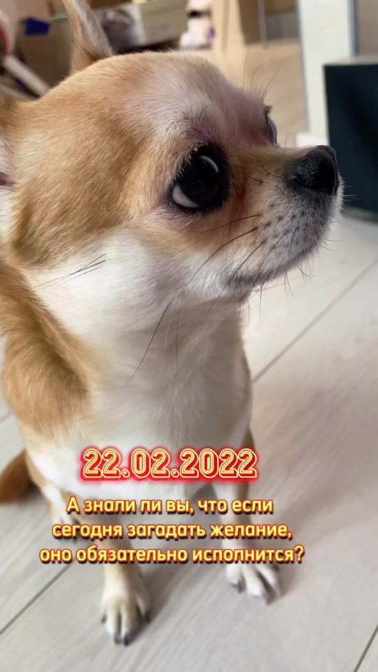 TikTok video thumbnail by chipschihuahua
