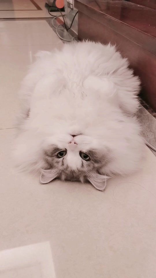 TikTok video thumbnail by winnie141319