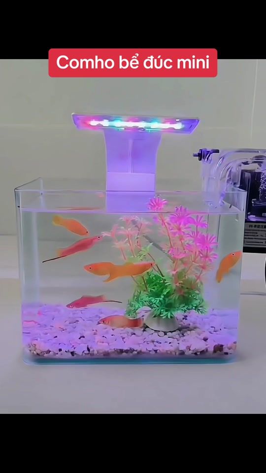 TikTok video thumbnail by aqua.scaping