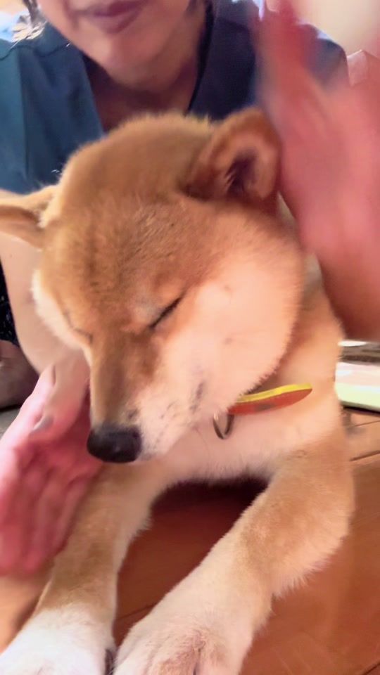 TikTok video thumbnail by mikincocococo
