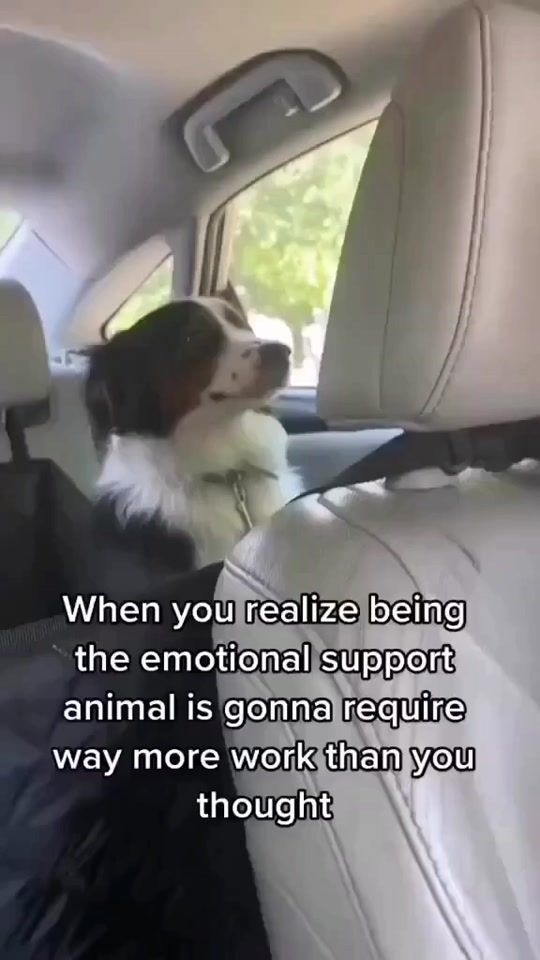 TikTok video thumbnail by soul.alchemy22