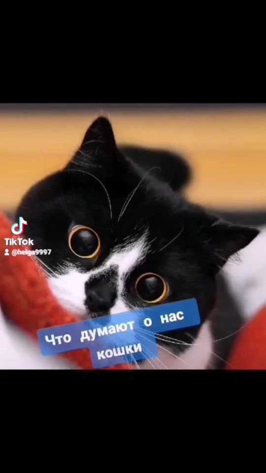 TikTok video thumbnail by helga9997